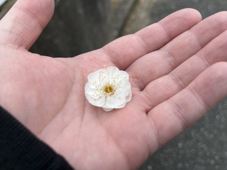 梅の花をまじまじと見る