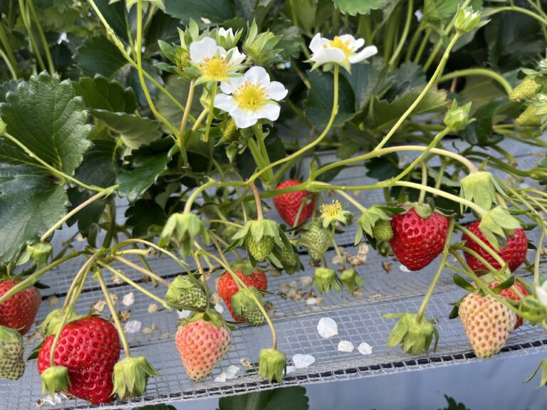 お別れ遠足（やっぱり人気のいちごがり）