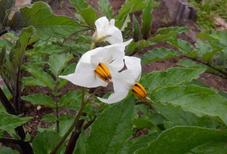 花いっぱいの畑