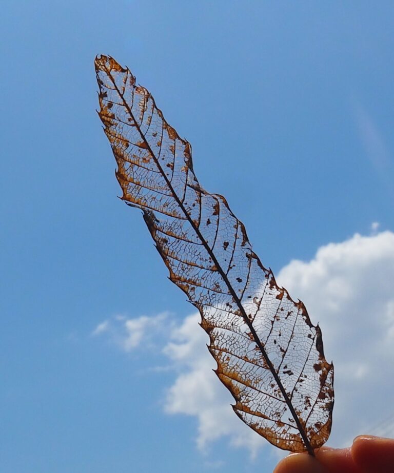 葉っぱの血管