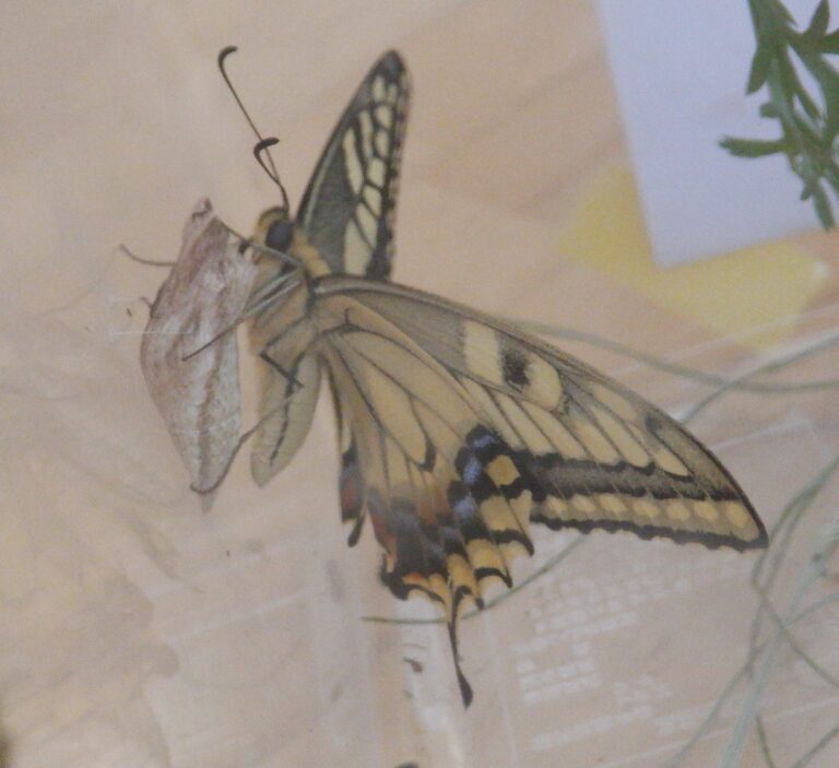 『ようこそ！！ゆめ組へ！！』