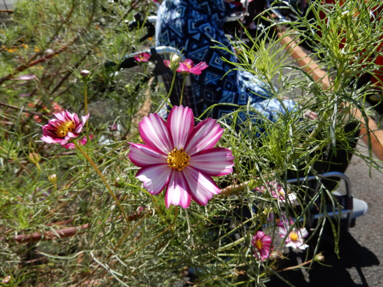 秋のお誘い・・