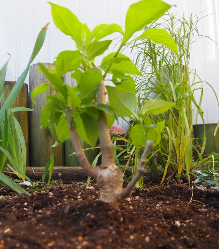 この木・なんの木