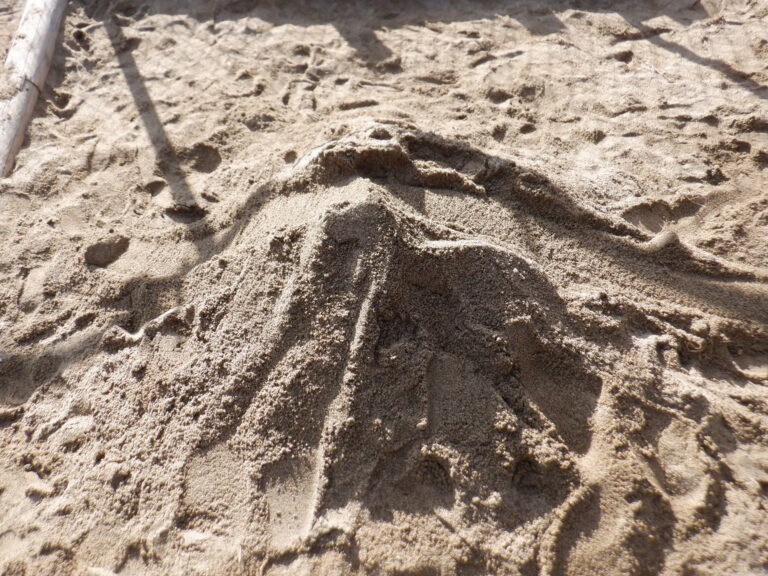 先生～！見てみて～！！