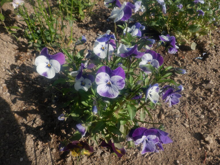 花壇のビフォーアフター