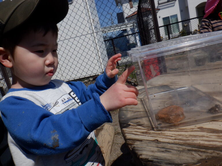 かえるって何食べるの！？