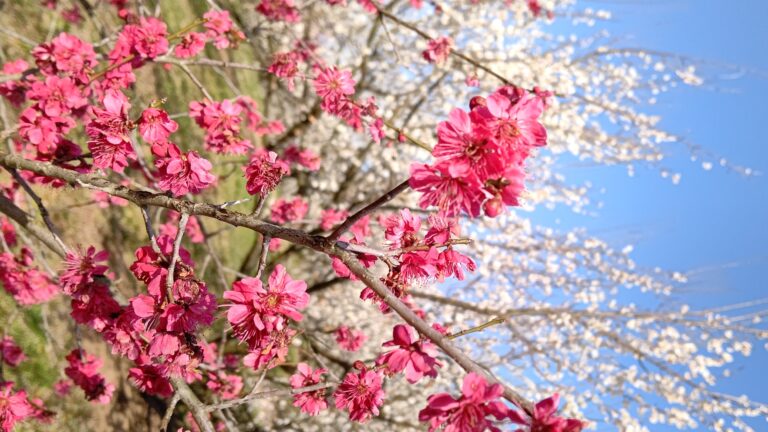 素敵な出会いの日