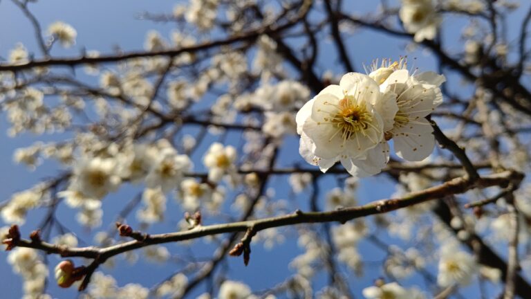 ただいま！バオバブ！！