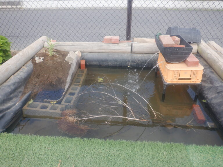 ビオトープのその後