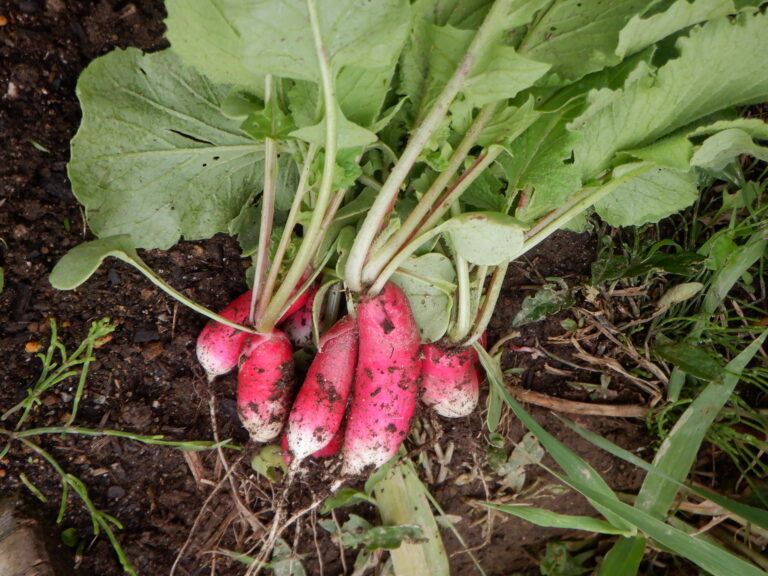 初めての収穫！