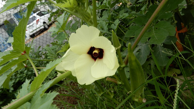 バオバブ植物園