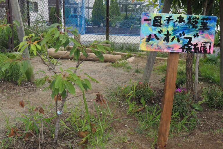 一目千本桜華（ひとめせんぼんさくらはな）