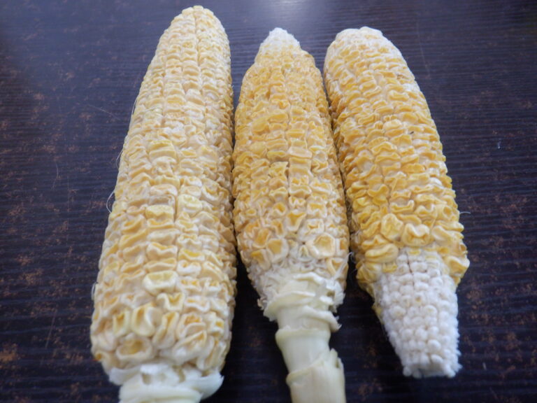 収穫したものの…。