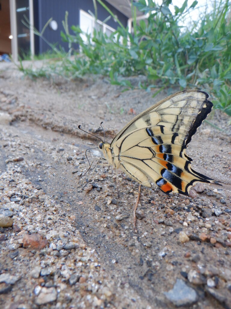 素敵なお客さま