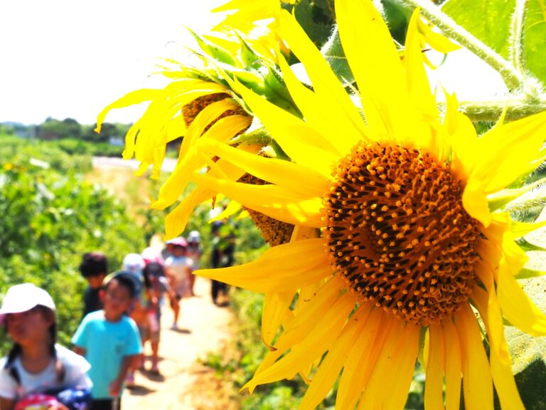 ラッキーひまわり