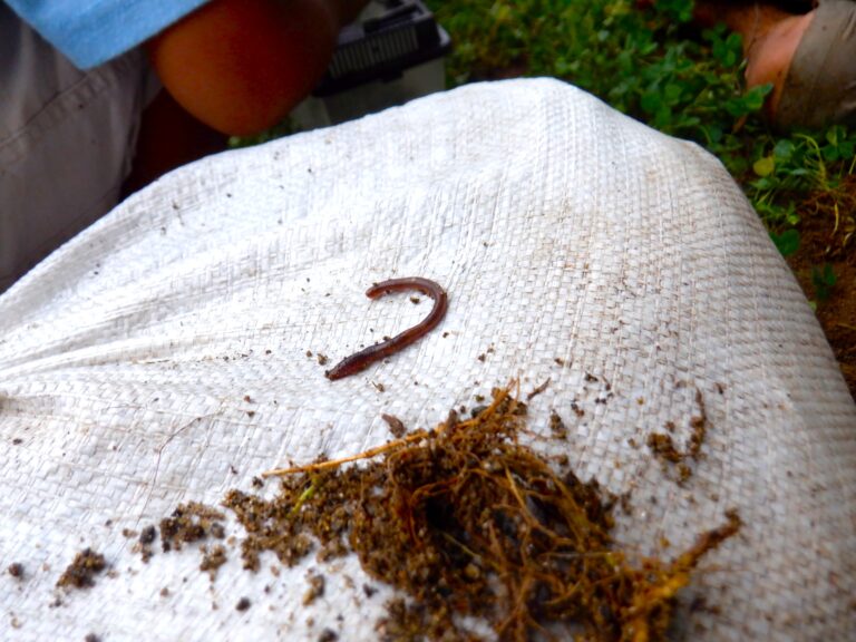 土の中には（虫の苦手な方は閲覧注意！）