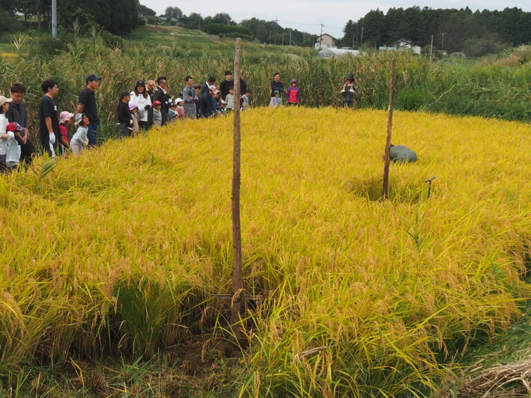 稲刈り　2024