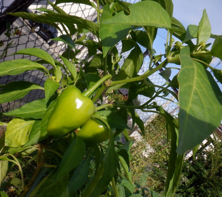 畑で熱唱～パプリカ～