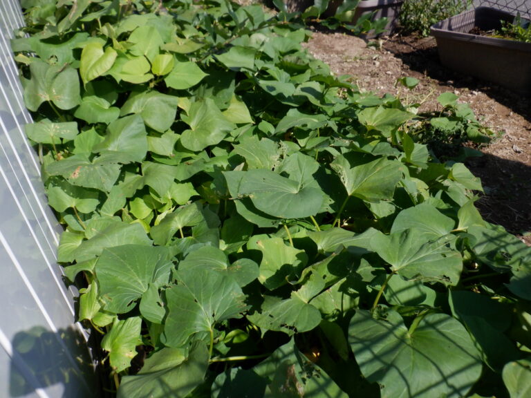 さ、つ、ま、い、も！