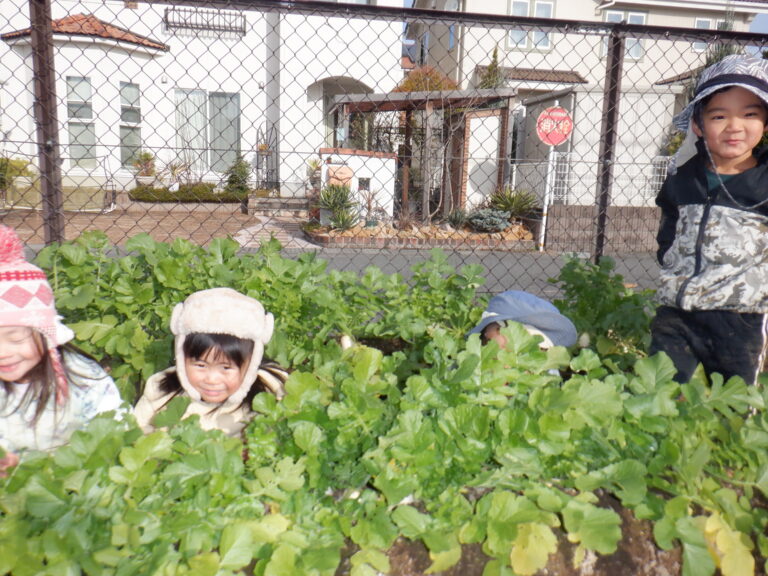 だいこん畑の真ん中で