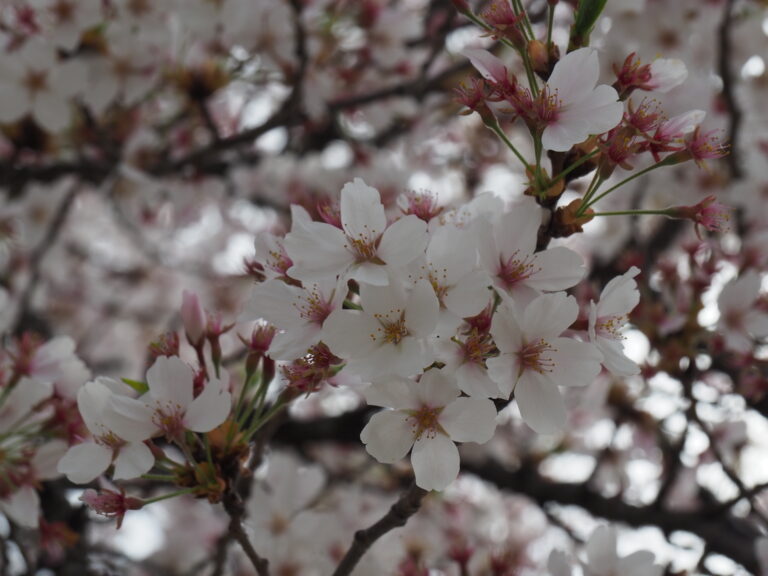 待ち遠しい・・・春