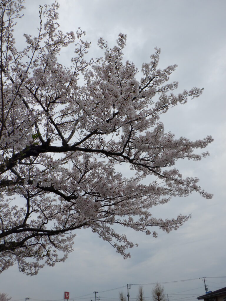 おはなみに行ったよ！！