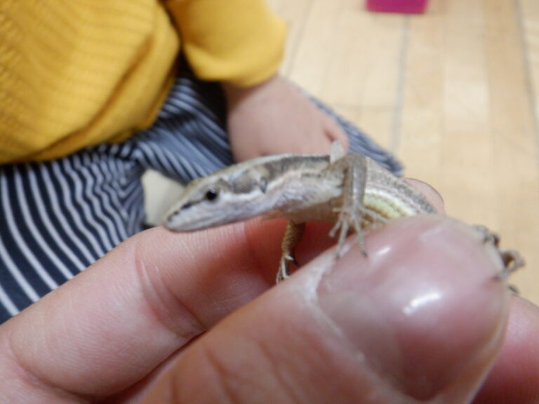 「すいちゃんの皮が！」