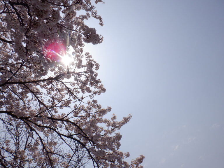 花見は桜だけじゃない⁉