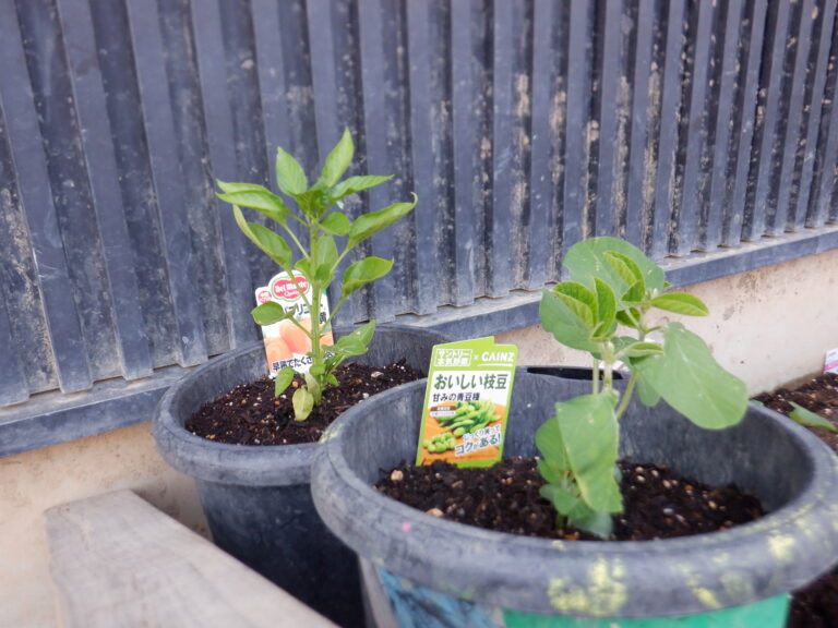 何植えようかな。