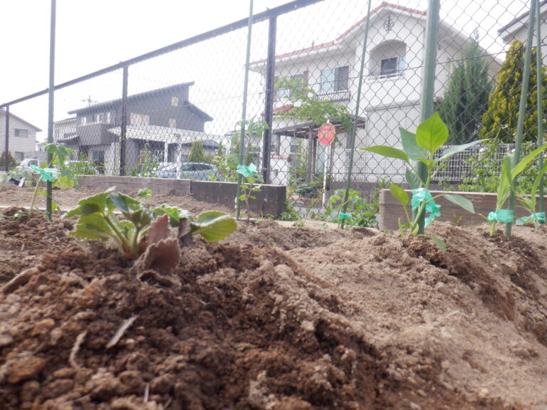 はたけのひかりー第２弾！