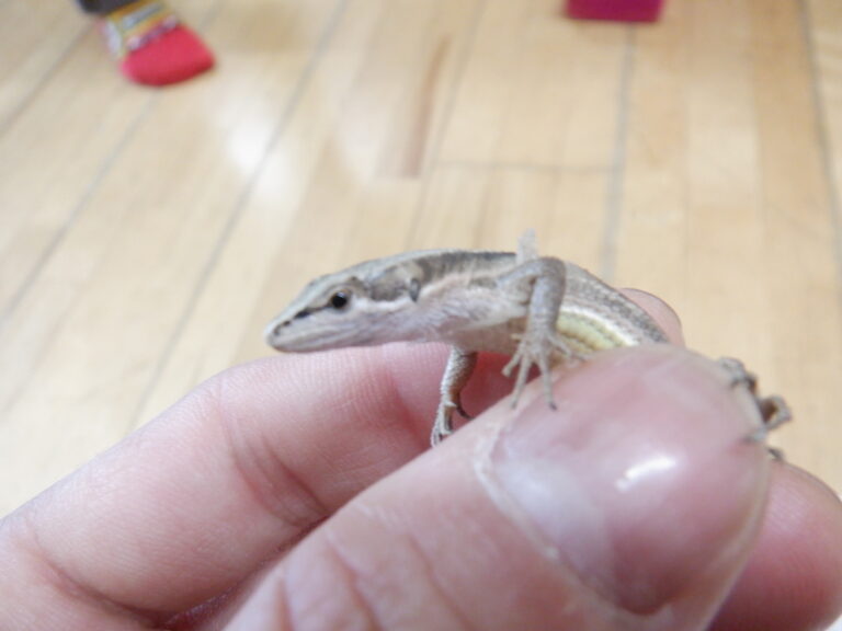 四つ足の友だち