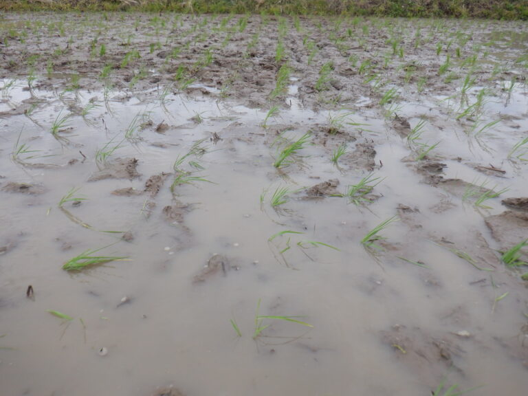 収穫の秋を夢見て・・・