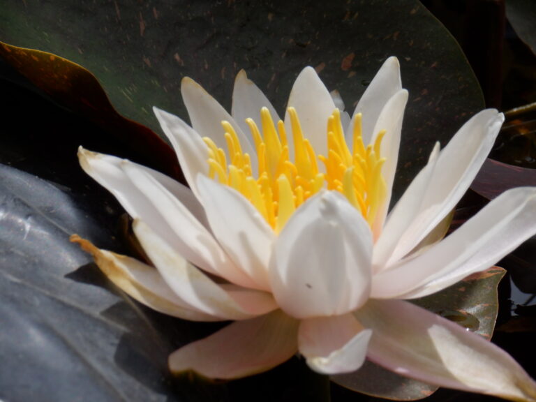 種まき、種まき、