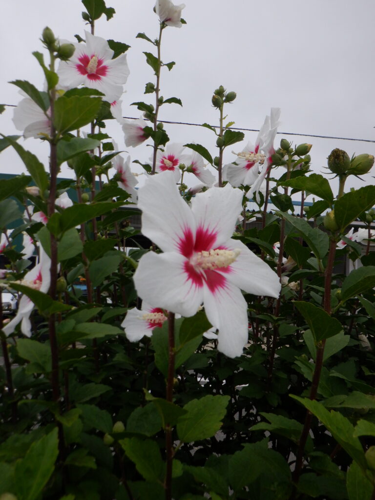 散歩に行こうよ！