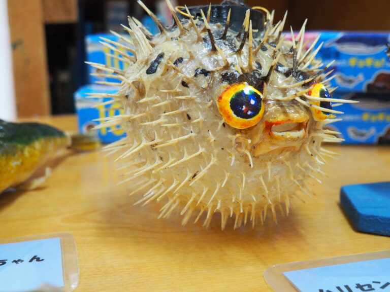 みんなの疑問をギョギョっと解決さかな★スター～おまけ～