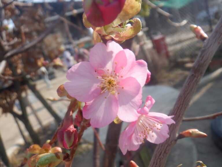 春のティータイム