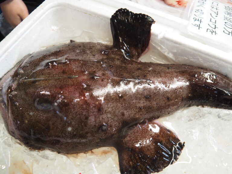 ギョギョッ★バオバブ　想い出ツアー (市場編）