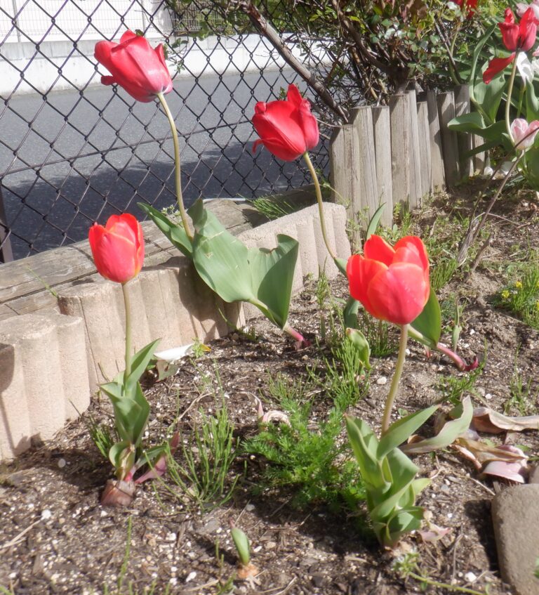 春を描いてみた。