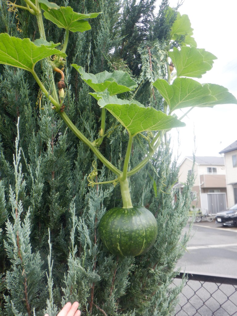 毎日楽しんでいます。