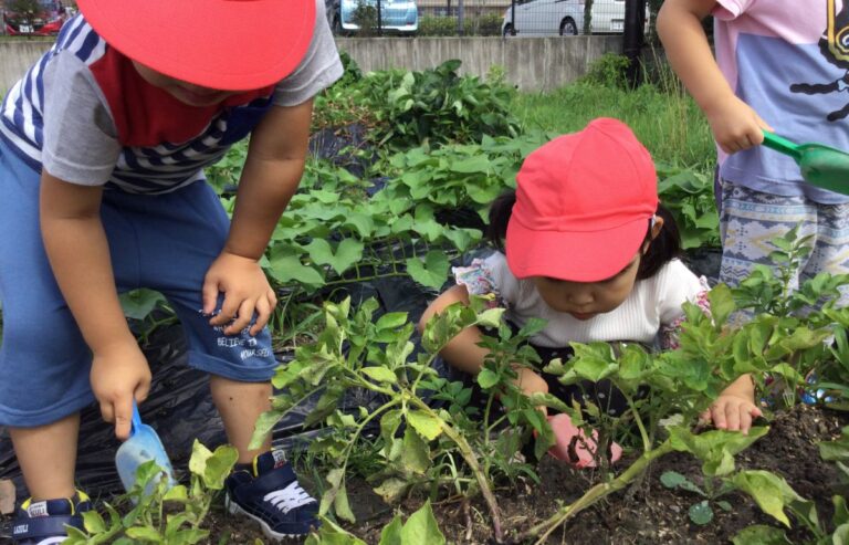 畑活動・稲作活動を通した食育