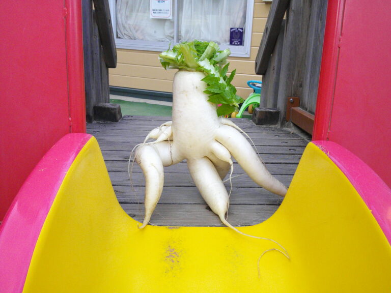 おもしろ大根　取れたよ！