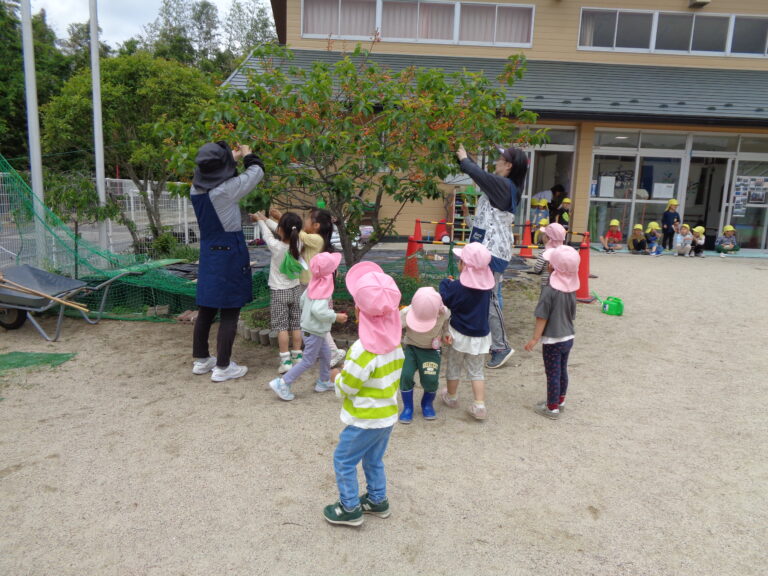 さくらんぼの実がなったよ♪【すいか組】