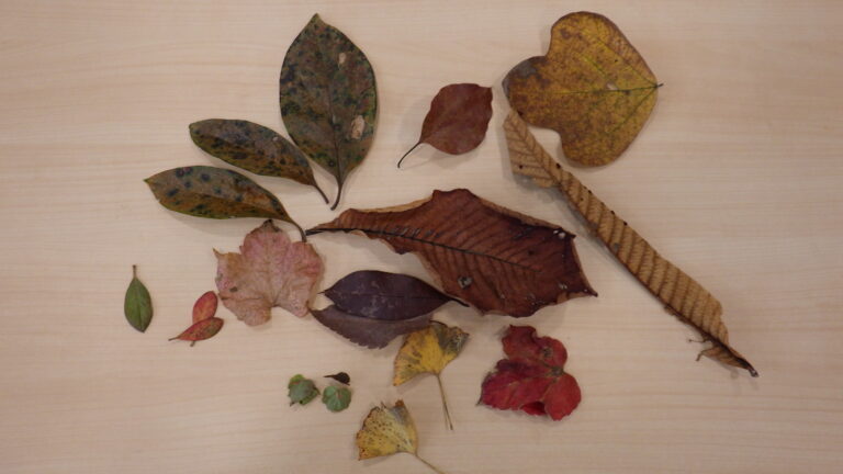 落ち葉との出会い♡