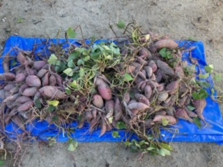 11月24日・・・予告編