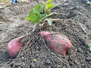 うんとこしょ！どっこいしょ！～11/12～