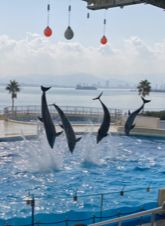 イルカジャンプ！拍手喝采！！～秋の遠足～