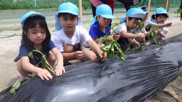 食育活動<br />
栽培・収穫体験・クッキングなど身近なところから食に関わる様々な体験をします。