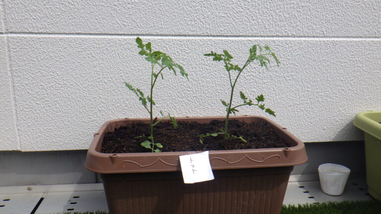 夏野菜・芋の苗植え