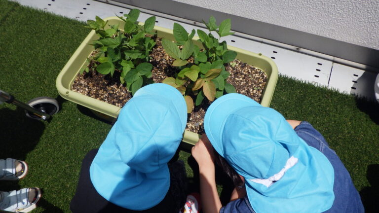 夏野菜成長日記～くじら組（5歳児）～