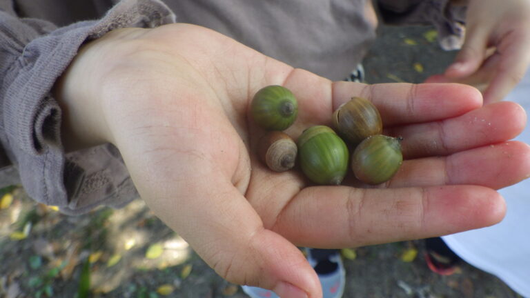 秋、み～つけた！🍂5歳児🍂